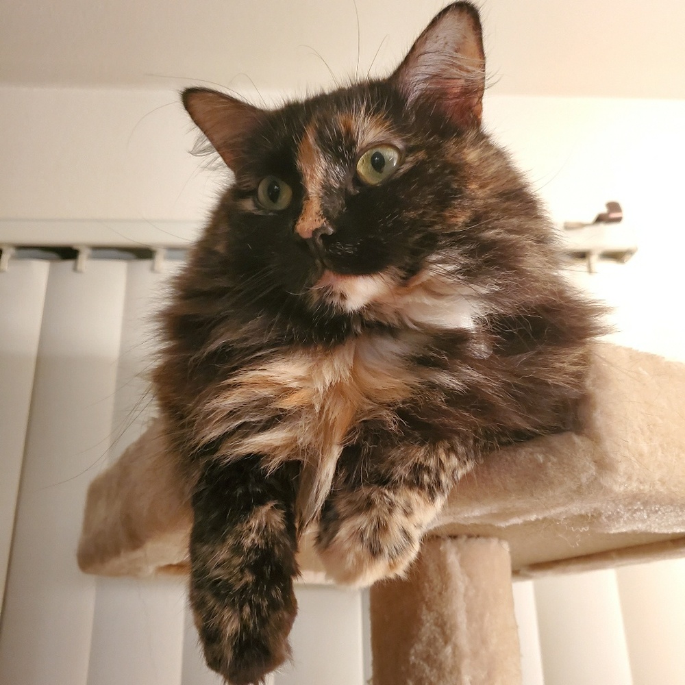 Meet your Posher, Danielle